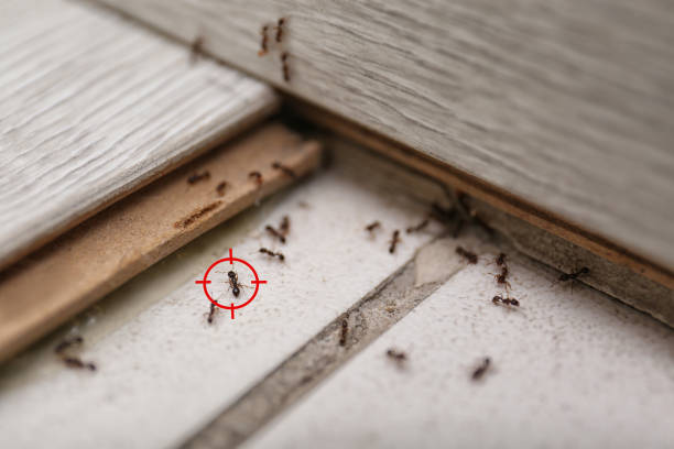 Best Mosquito Control Services  in Bannockburn, IL