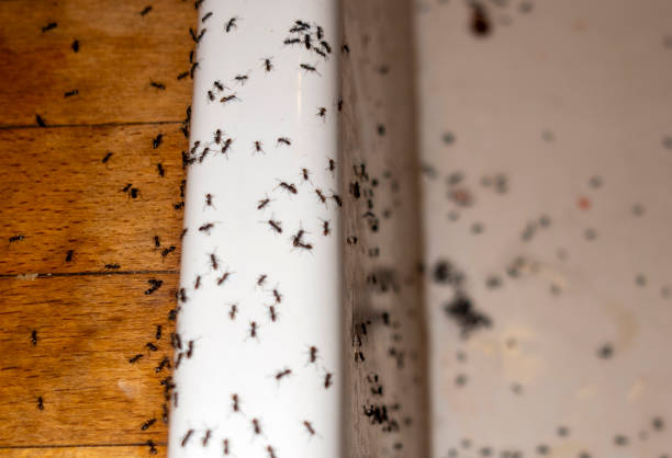 Best Pest Control for Homes  in Bannockburn, IL