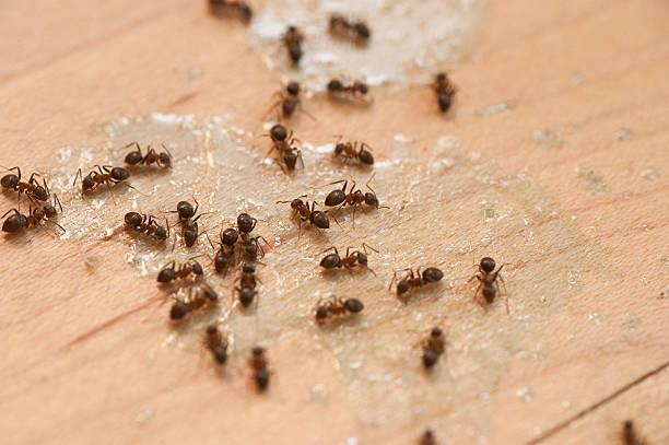 Reliable Bannockburn, IL Pest Control Solutions